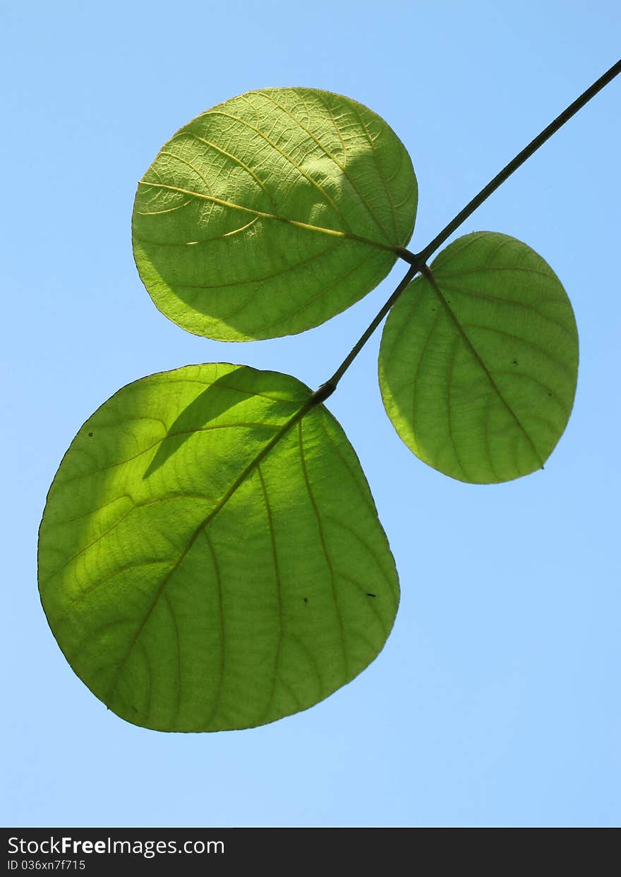 Three green leaf and blue sky