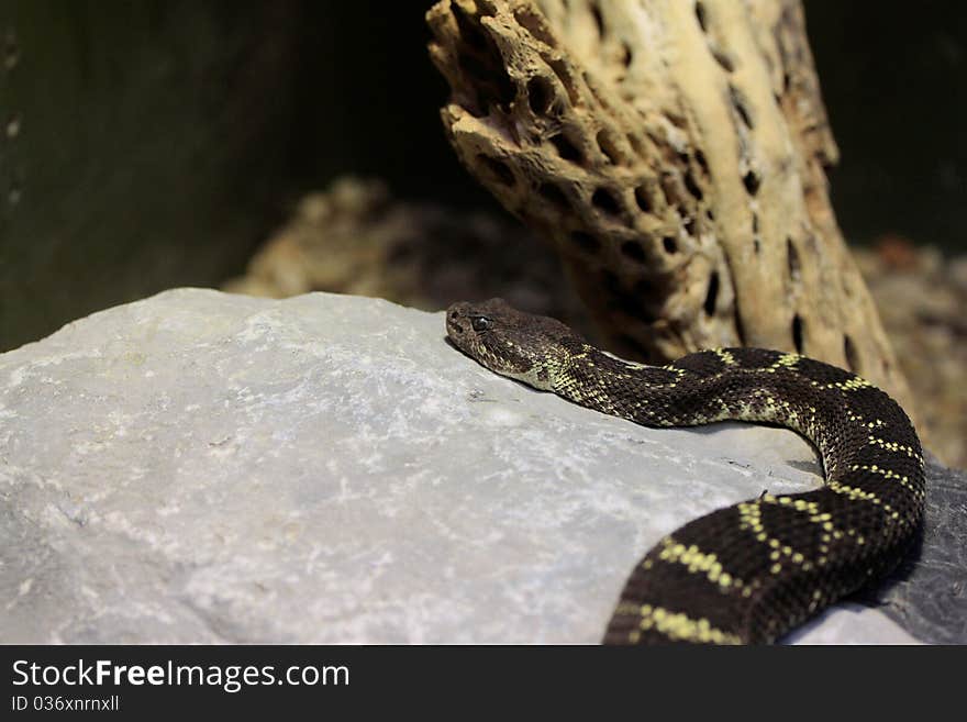 Diamondback Rattlesnake Resting on a Rock