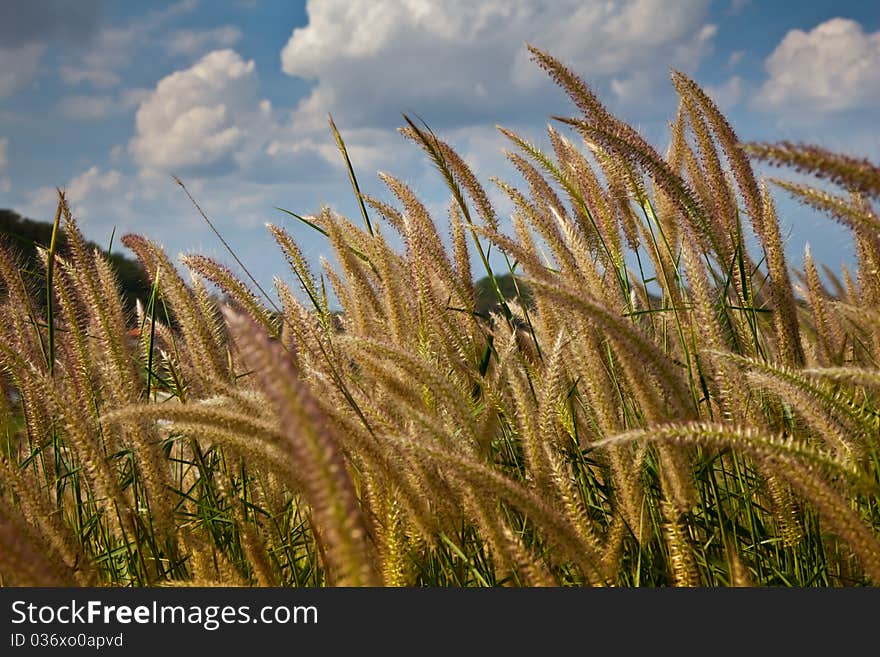 The clump of grass and their flowers are blooming upon the hillside before scenery of blue sky and white cloud of sunny day. The clump of grass and their flowers are blooming upon the hillside before scenery of blue sky and white cloud of sunny day.