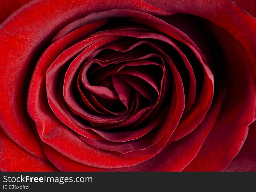 Beautiful close up red rose