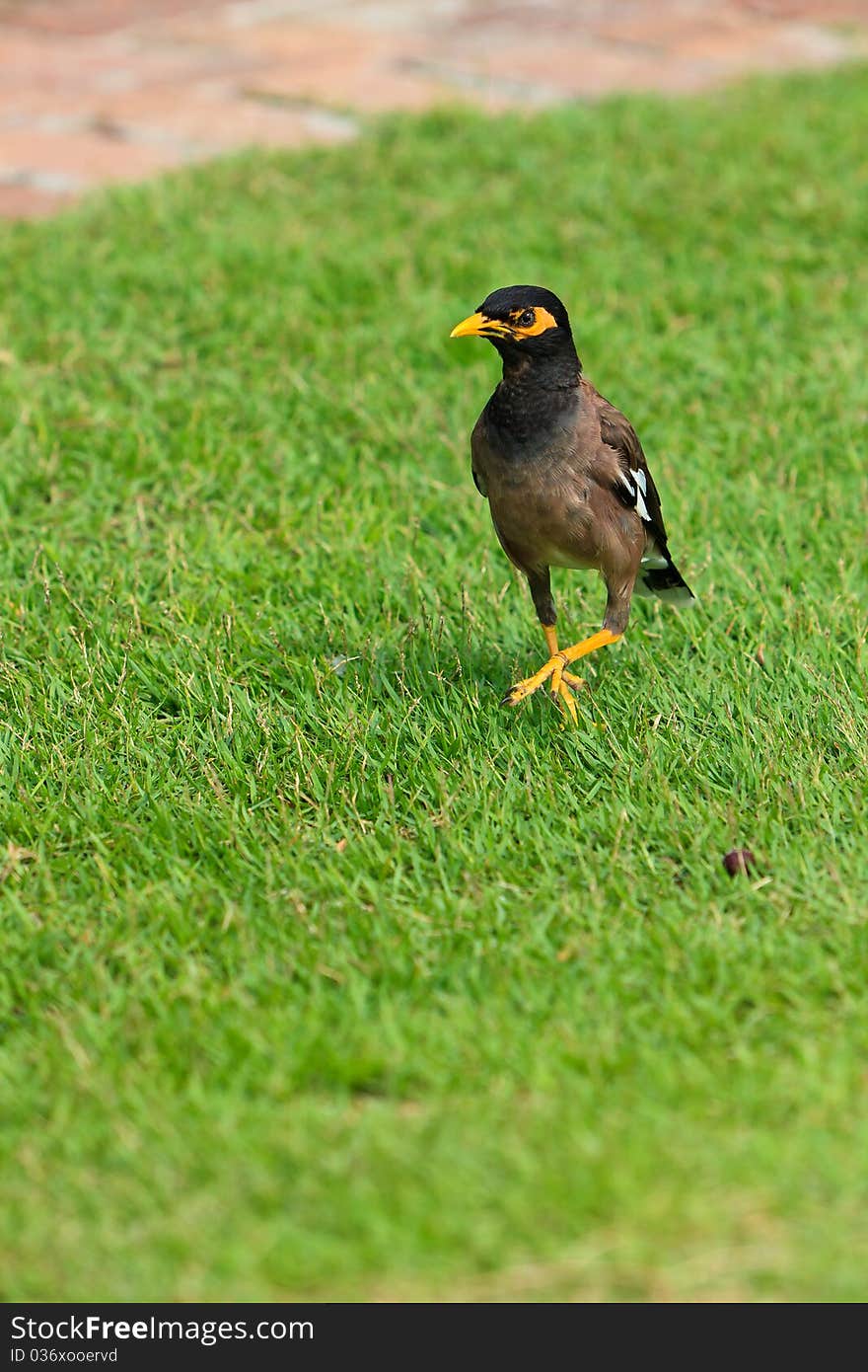 Common Myna bird walking on the grass. Common Myna bird walking on the grass