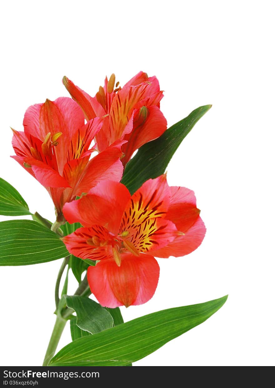 Alstroemeria lily flower on a white background