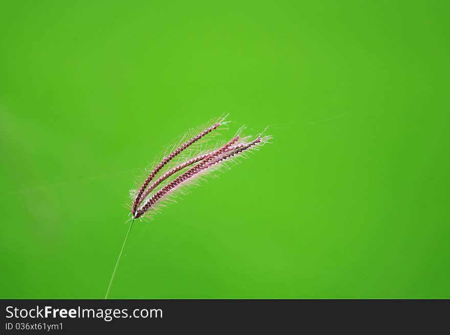 Wildflower in the urban countryside