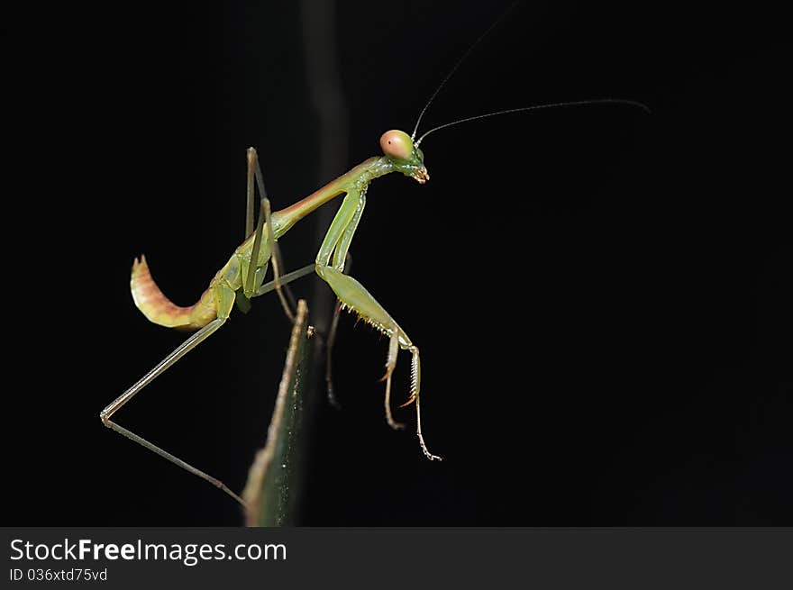 A macro shooting with black background. A macro shooting with black background.