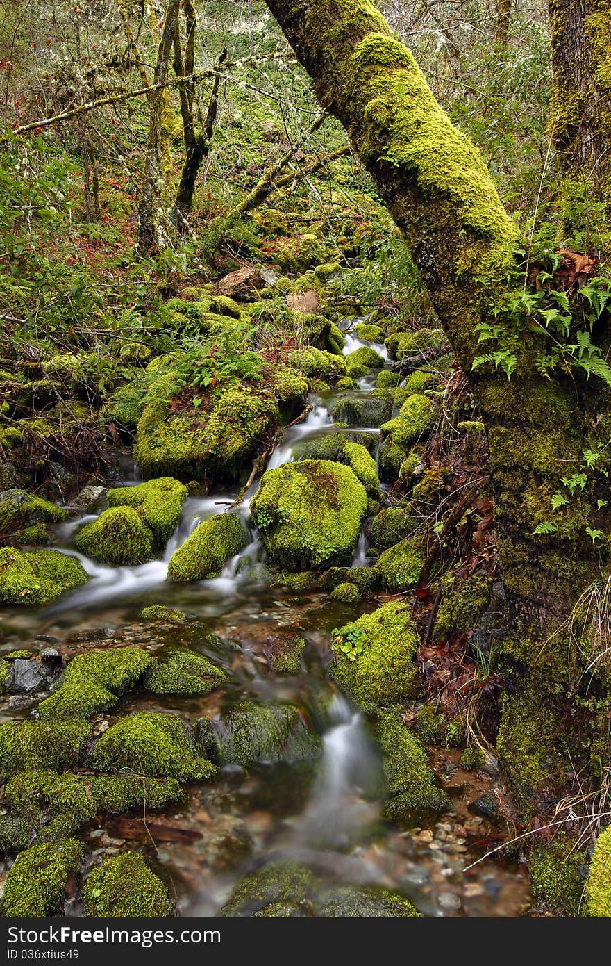 Shot in Merlin Or, secluded a ways off the road and up the trails. Shot focusing on the mossy covered rocks. Shot in Merlin Or, secluded a ways off the road and up the trails. Shot focusing on the mossy covered rocks.