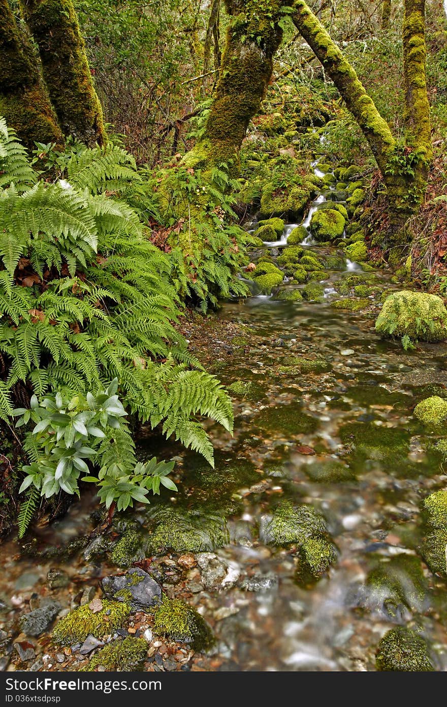 (Lower) Merlin Falls Ferns