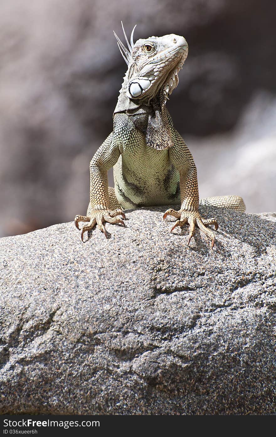 Iguana on the rocks