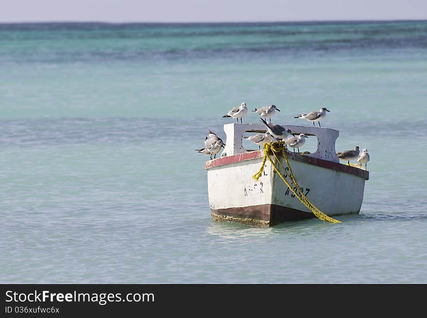 Seagulls on a boat at caribean sea. Seagulls on a boat at caribean sea