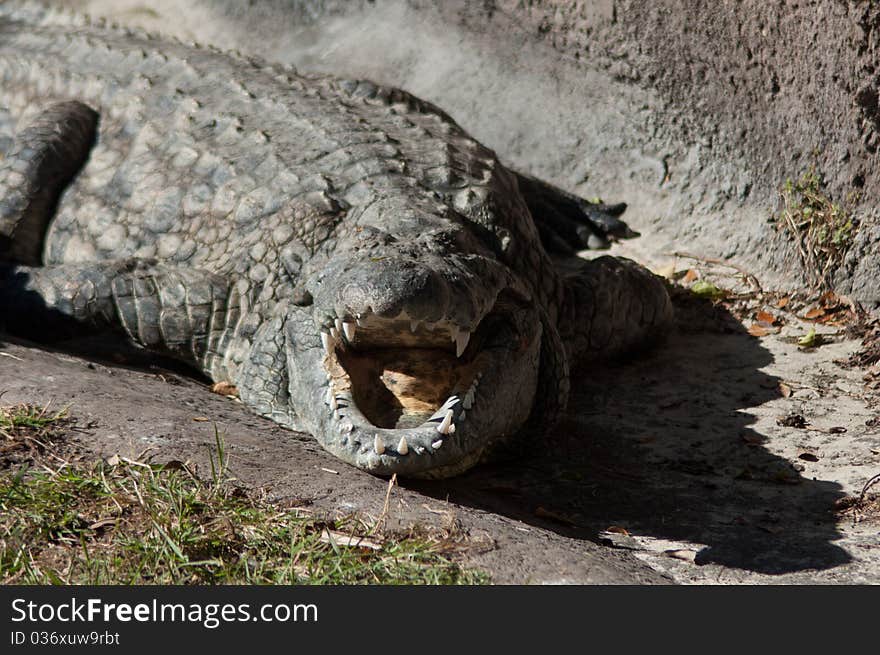 Crocodile sunning with mouth open to show large teeth