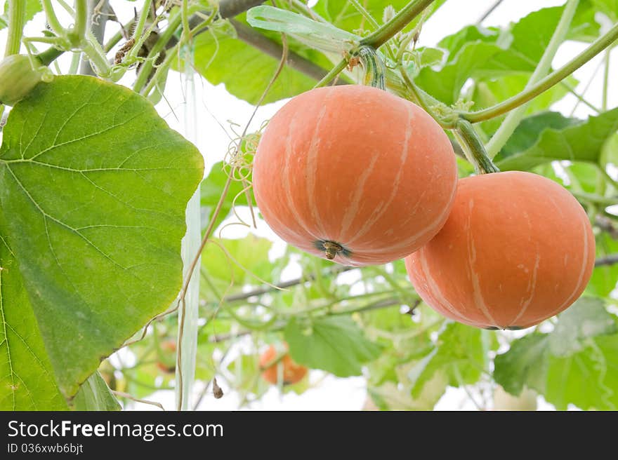 Orange Pumpkin.