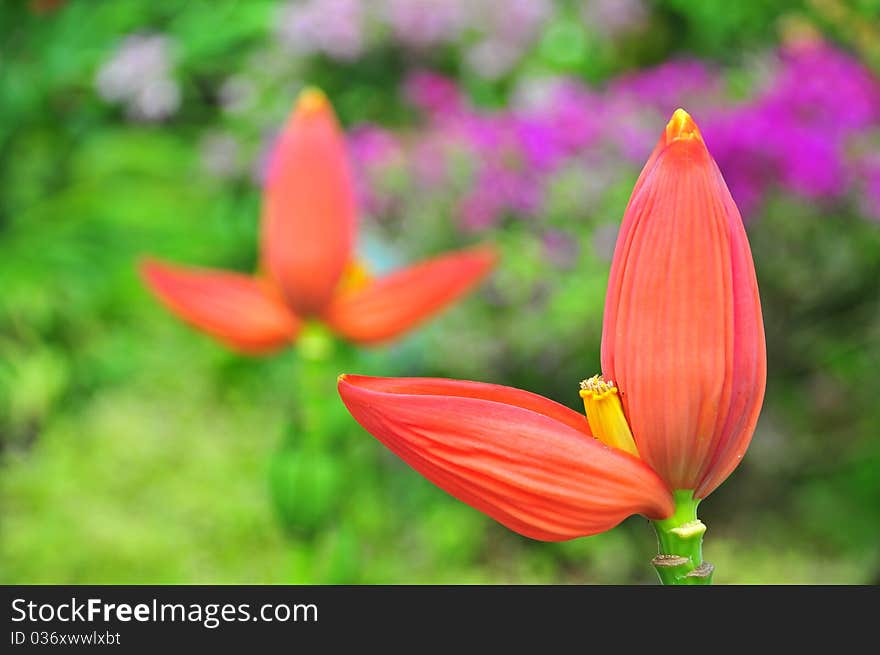 Orange Color Banana Flowers