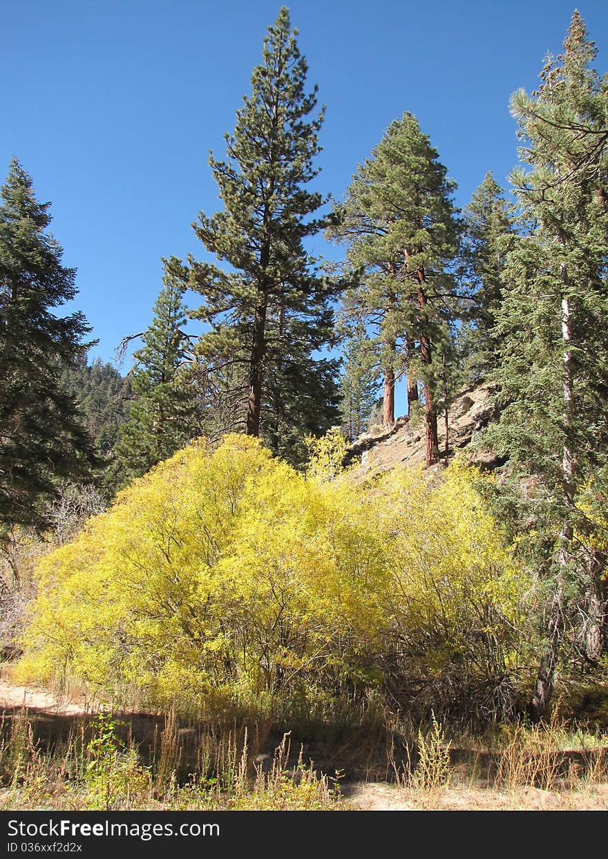 On the Aspen Grove Trail, San Bernardino National Forest, CA