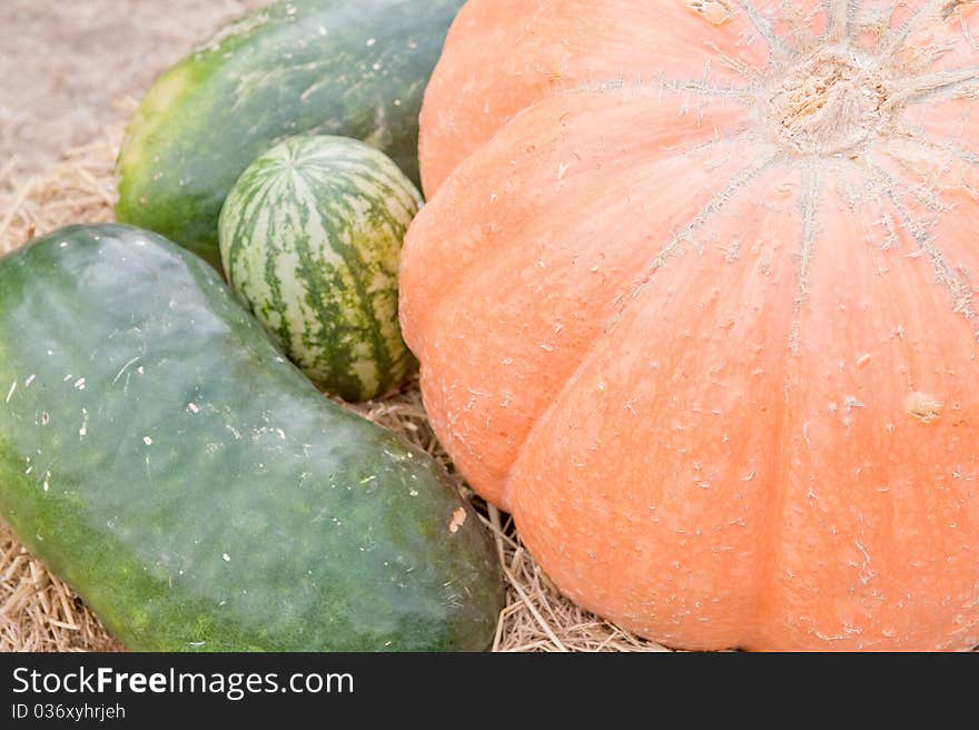 Pumpkins and watermelon harvest.