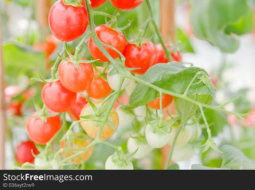 Tomatoes on the vine