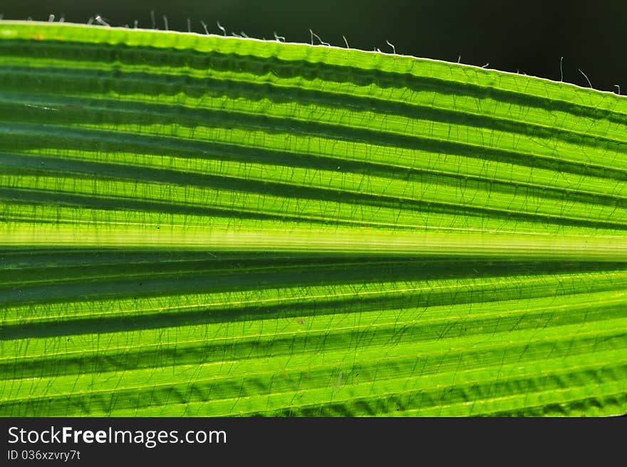 Green leaf structure