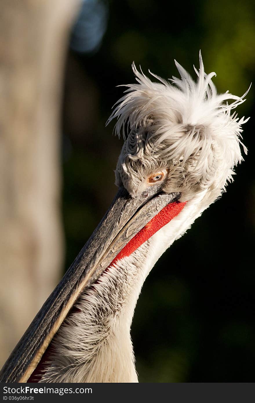 Dalmatian Pelican Portrait