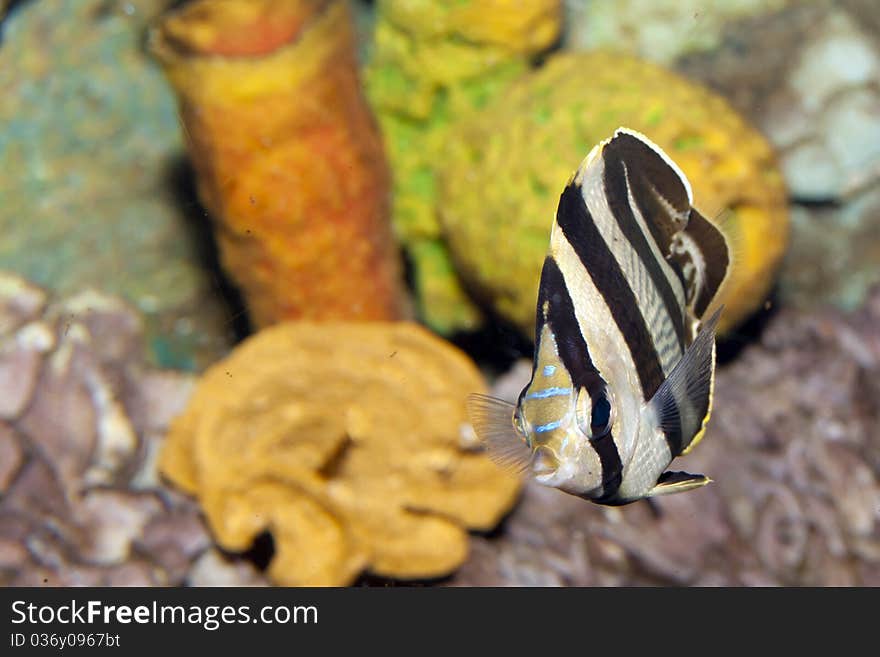 Banded Butterflyfish (Chaetodon striatus) in Aquarium