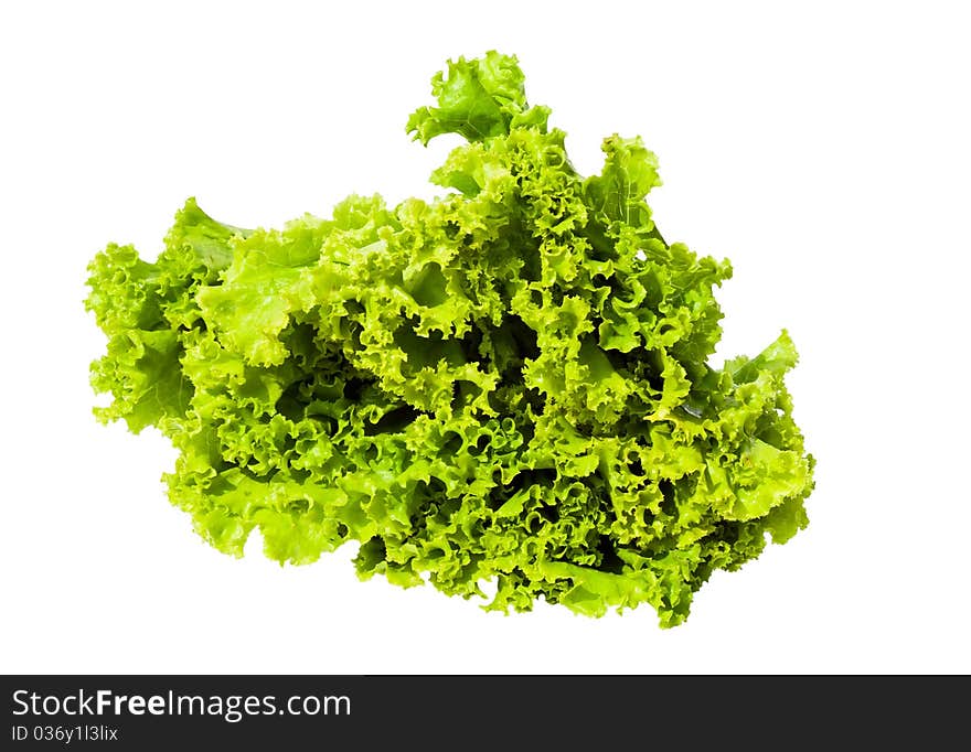 Young green lettuce isolated on white. Young green lettuce isolated on white