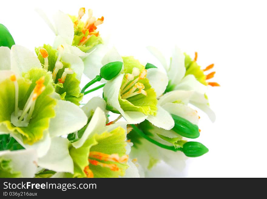 Flowers isolated on white background.