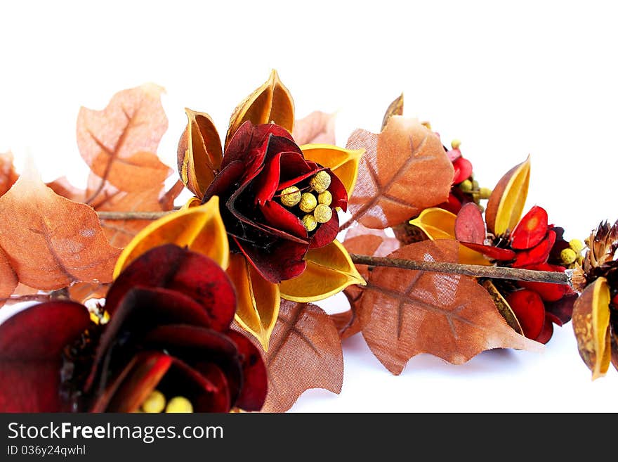 Flowers isolated on white background.