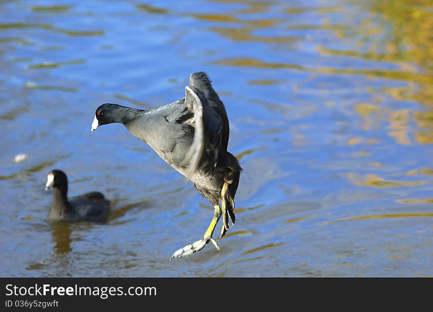 The American Coot Jumping In To A Pond