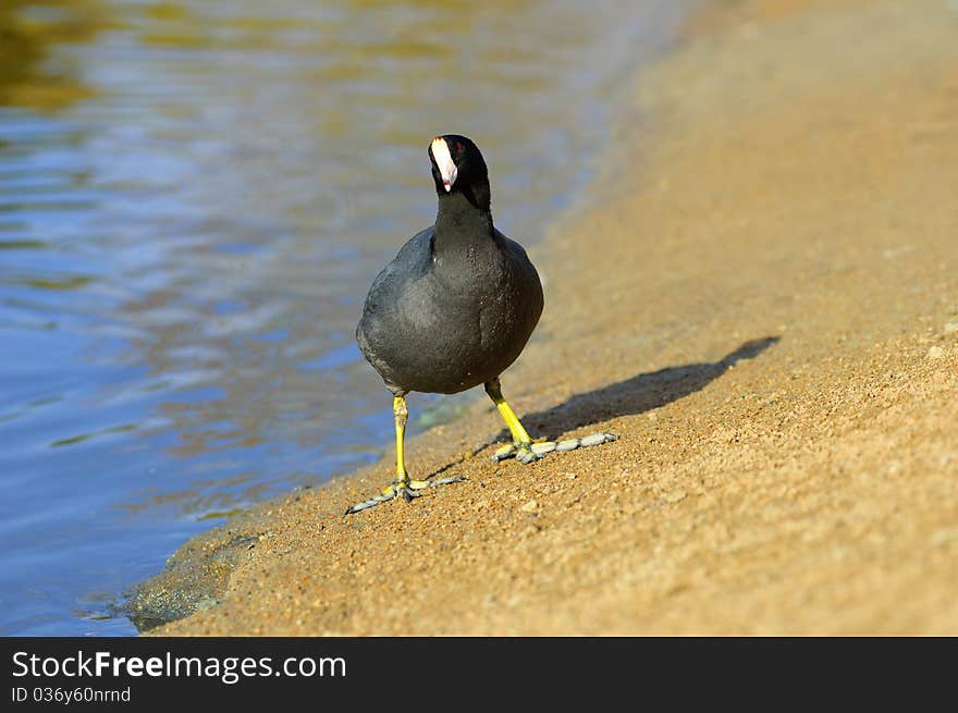 The American Coot walking on a shore (Fulica americana)