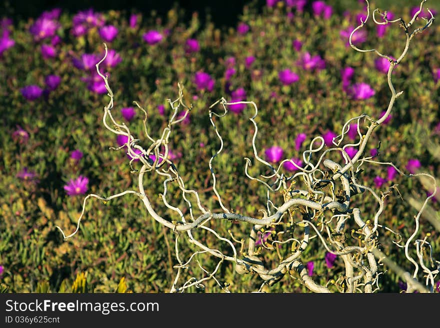 Naked Curly Tree Branch