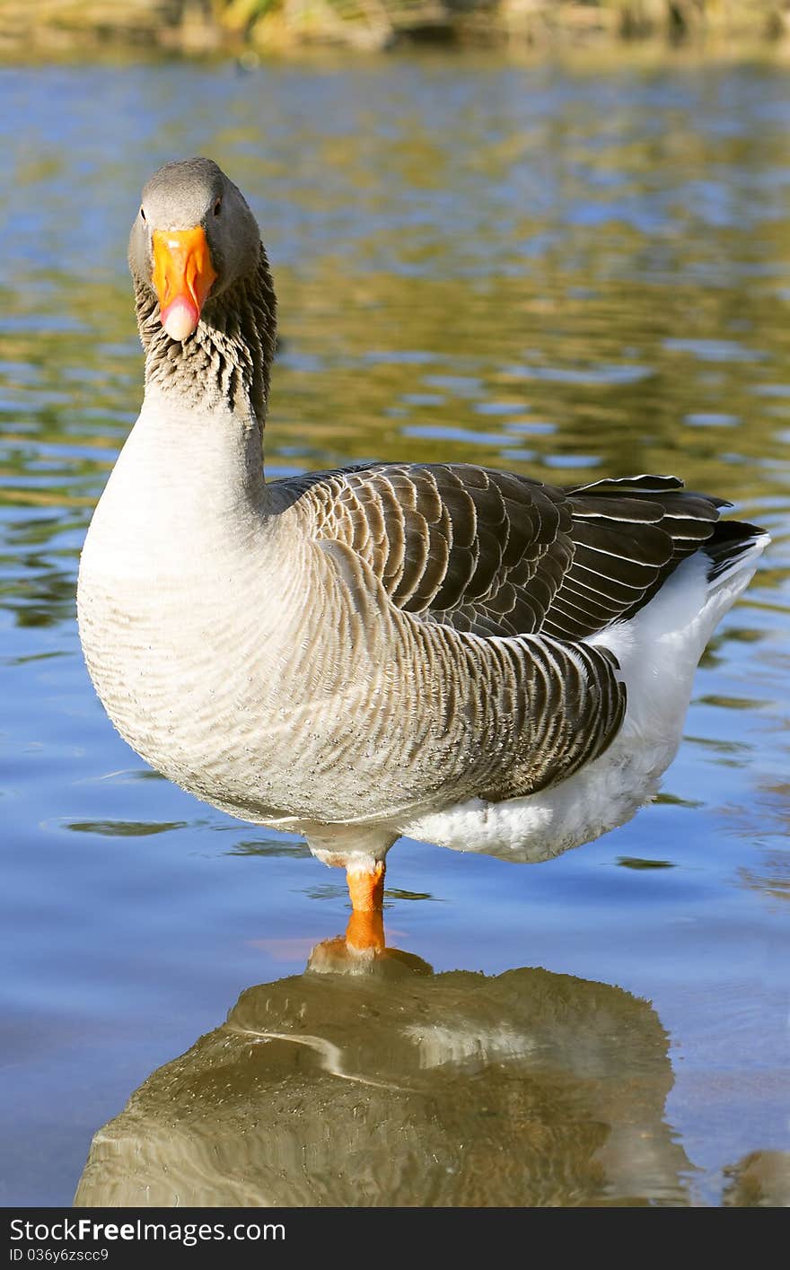 The Graylag goose standing on one leg near pond (Anser anser)