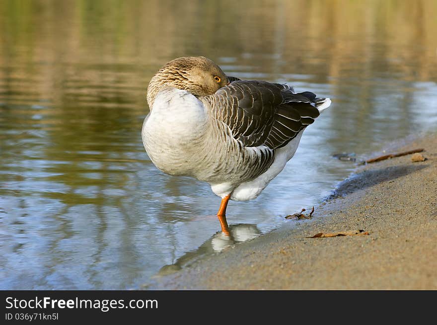 The Graylag goose standing on one leg near pond (Anser anser)