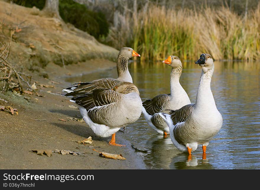 The Graylag geese standing near pond (Anser anser)