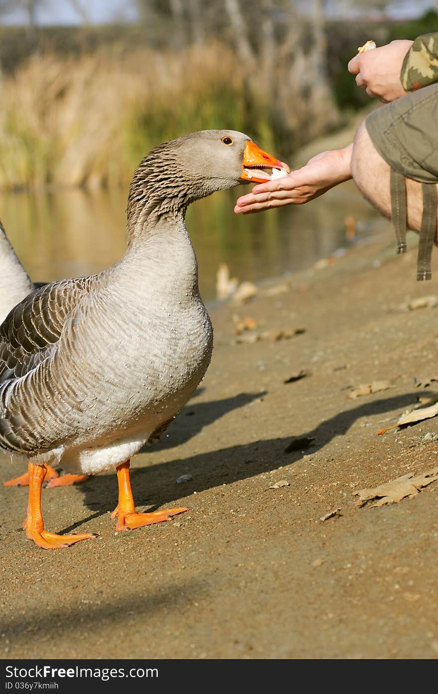 Man feeding the graylag goose near a pond