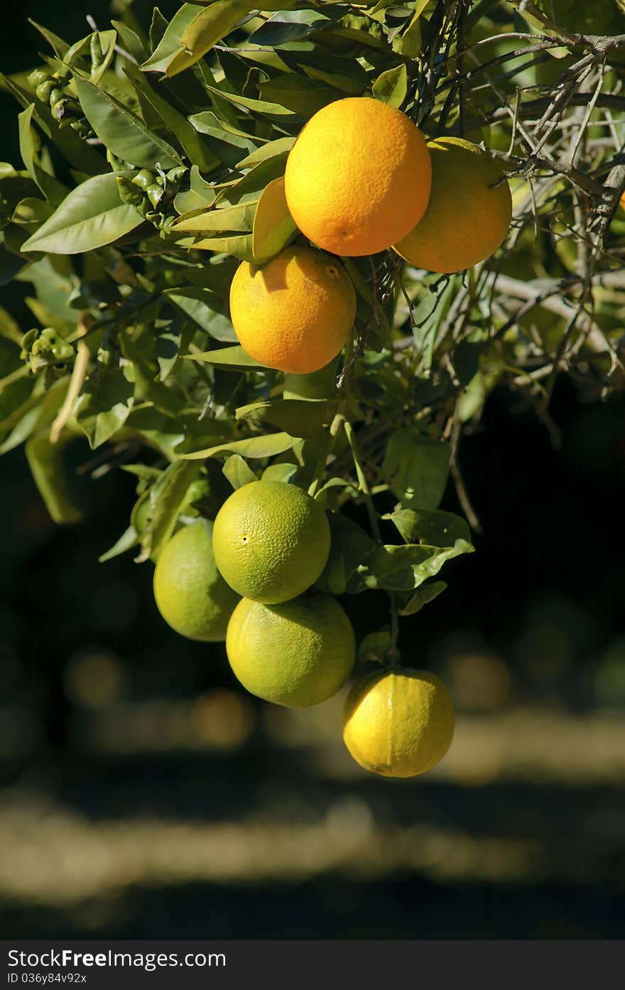 Ripe and unripe oranges hanging on a tree on dark background