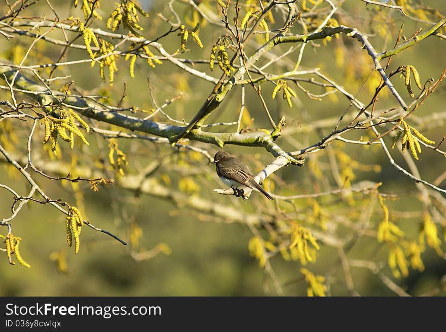 The Black Phoebe Sitting On A Branch