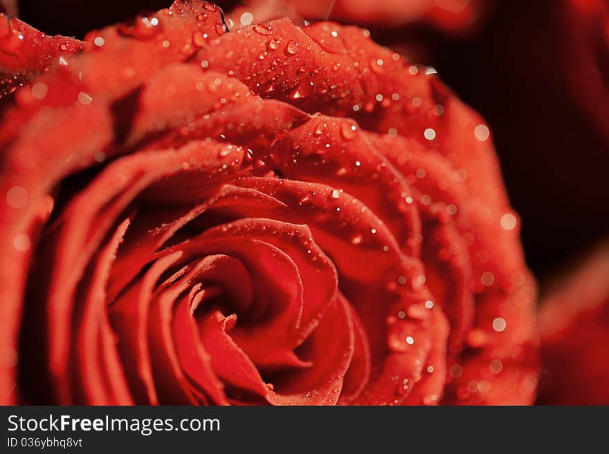 Red rose with drops