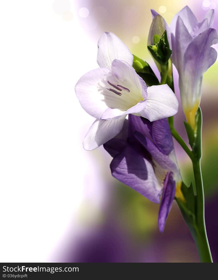 Lilac hand bells on a white background. Lilac hand bells on a white background