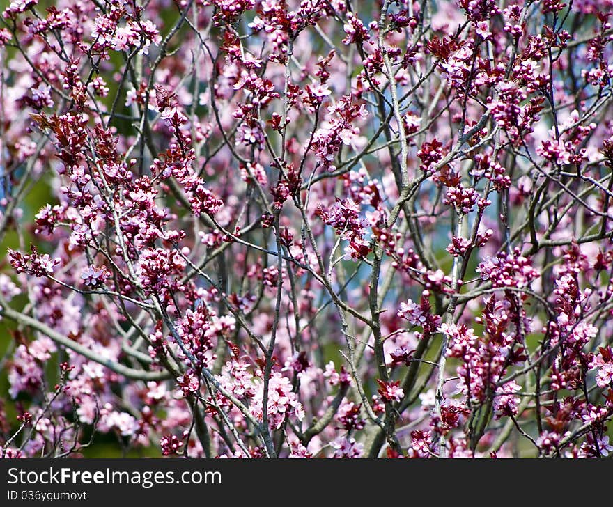 Wild cherry bush with pink flowers for natural background. Wild cherry bush with pink flowers for natural background