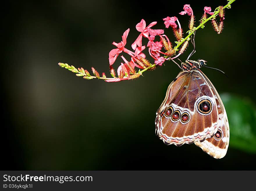 Blue Morpho butterfly