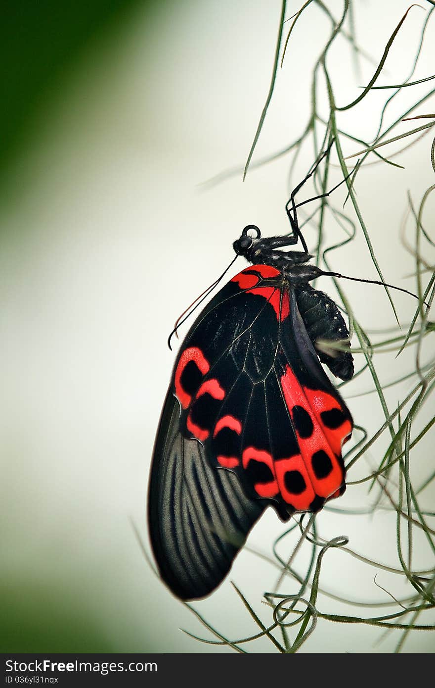 A Scarlet swallowtail butterfly hanging off a plant