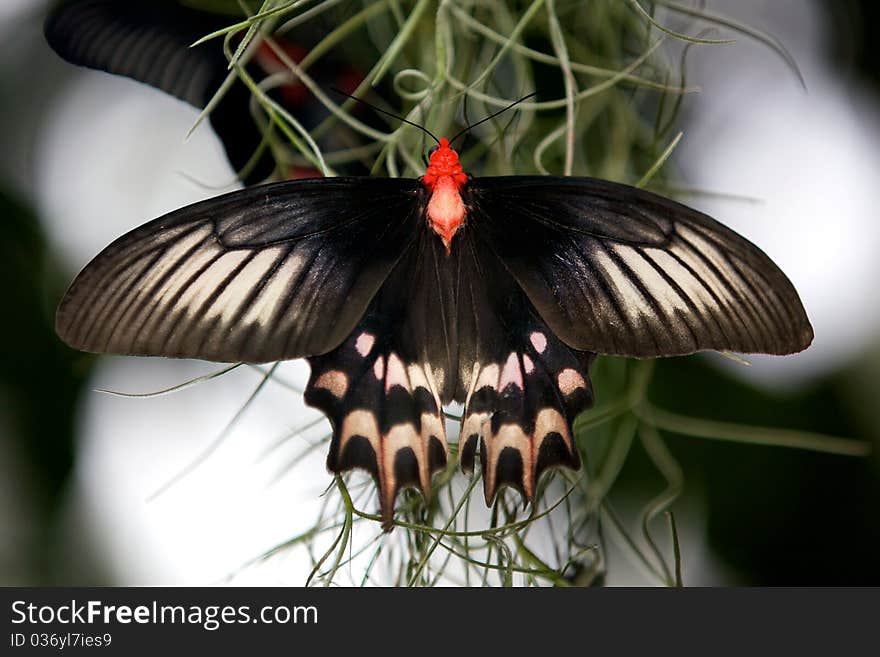 A Big Billy butterfly (atrophaneura semperi) hanging off a plant