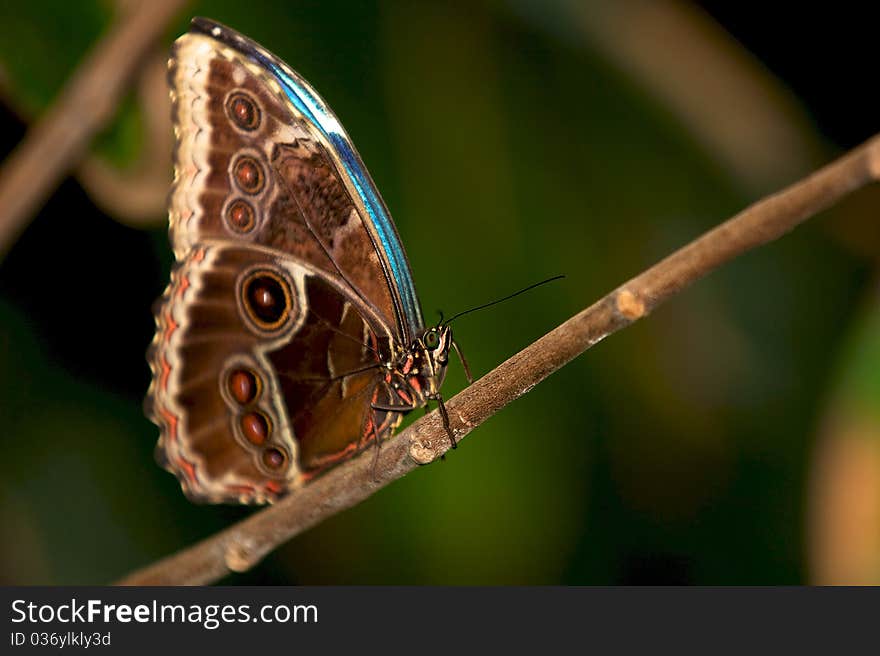 Blue Morpho butterfly resting on a plant stem