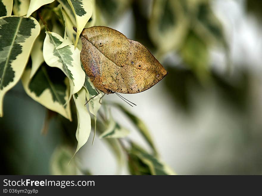 Indian Leaf butterfly resting on a variegated plant