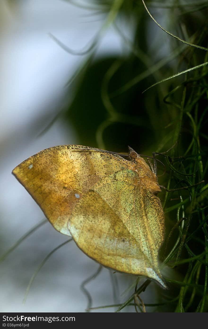 Indian Leaf butterfly