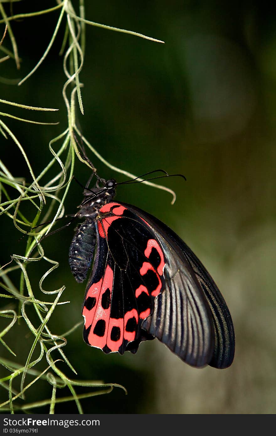 Big Billy butterfly (atrophaneura semperi)