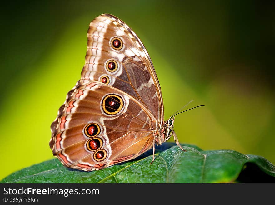 Blue Morpho butterfly resting on a plant leaf