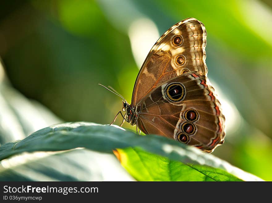 Blue Morpho butterfly resting on a plant leaf