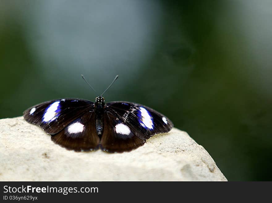 A Diadem butterfly resting on a rock