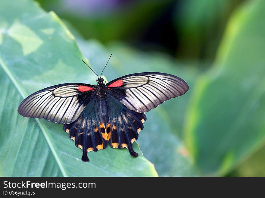 Asian swallowtail butterfly