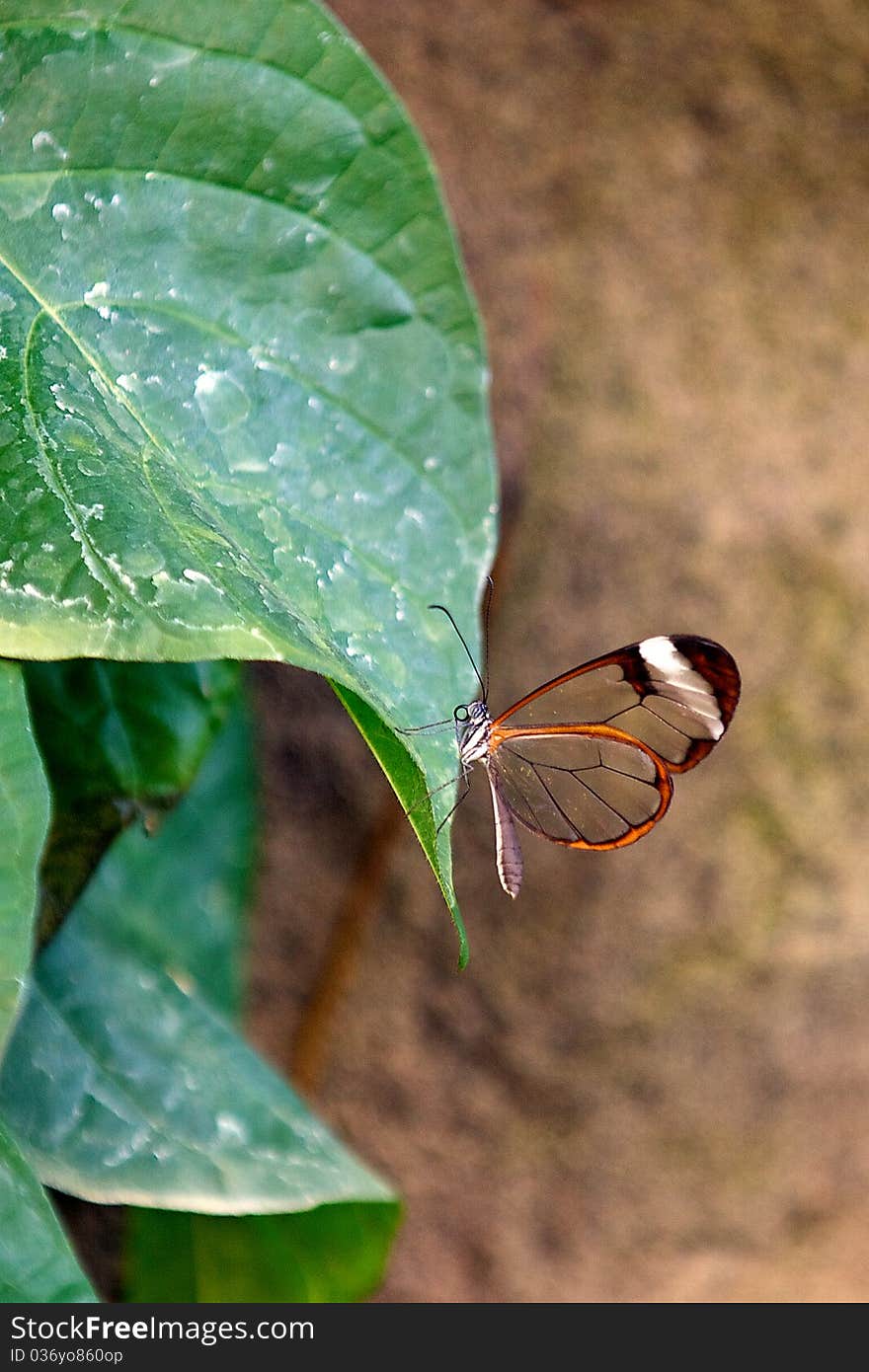 Glasswing butterfly resting on a plant leaf