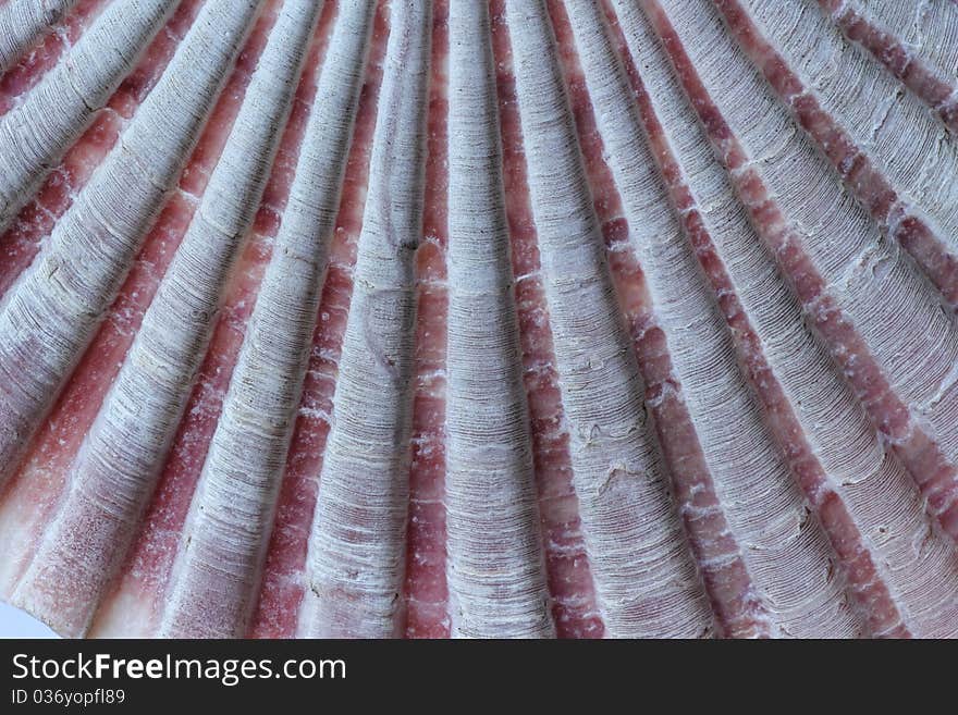 Macro of of a Scallop fan shell with its fluted texture in soft pink. Marine life in Australia at the east coast. Macro of of a Scallop fan shell with its fluted texture in soft pink. Marine life in Australia at the east coast.