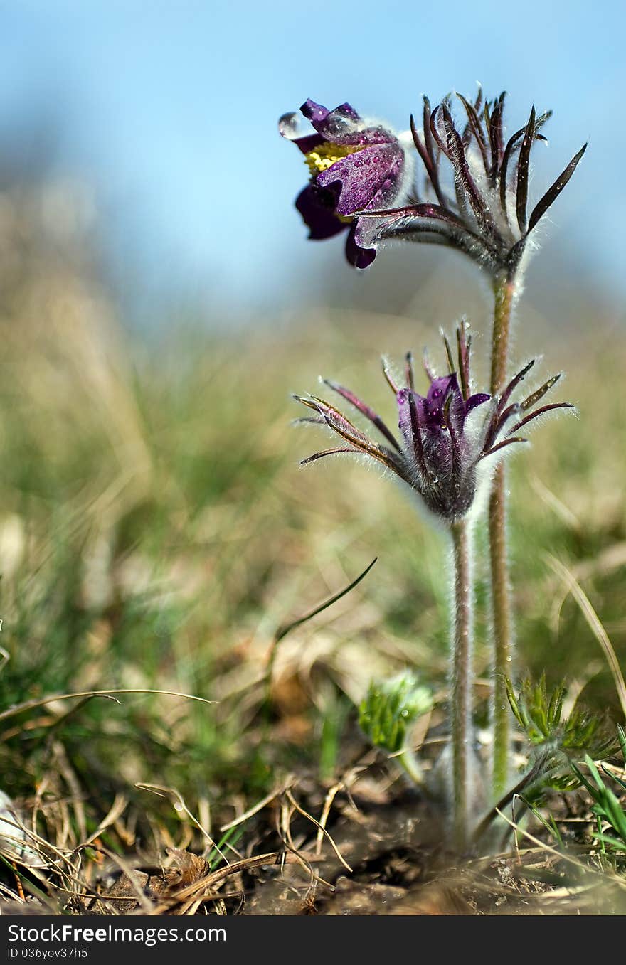 Floral background with purple pulsatilla flowers.